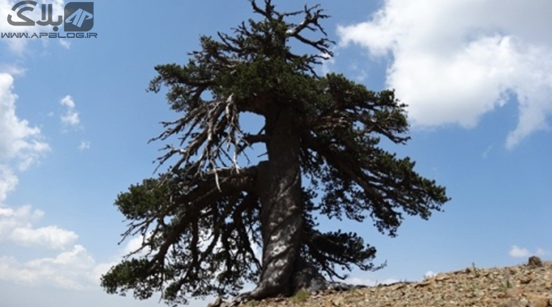 Read more about the article درخت کاج ۱۰۷۵ ساله روی تپه ای در شمال یونان پیدا شد