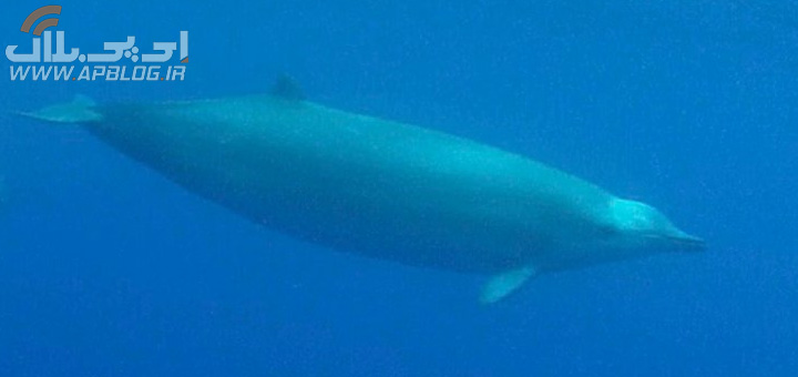You are currently viewing اولین تصاویر نهنگ منقاریان ؛ گونه‌ای کمیاب و منحصر بفرد از نهنگ‌ها