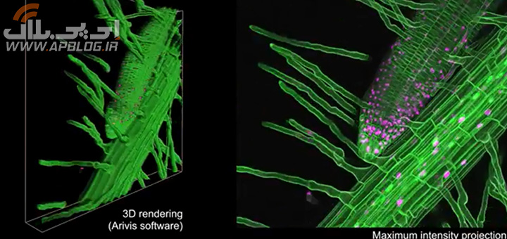 Read more about the article ببینید: نمایی سه بعدی از روند رشد ریشه گیاهان