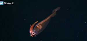 Read more about the article تصاویر زیبای گونه‌ای منحصر بفرد از ماهی مرکب شیشه‌ای